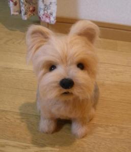 ヨーキー・ここちゃん5