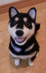 柴犬・三女3