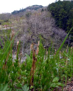 P1040852.jpg