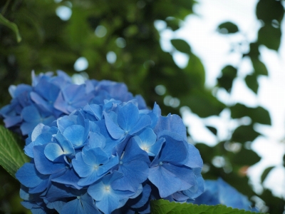 紫陽花