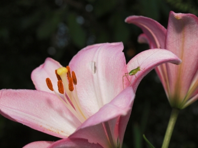 百合