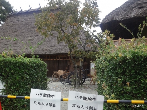 蜂駆除中