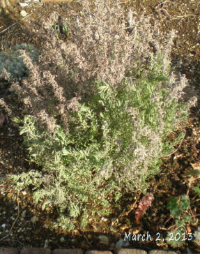 rabe201303.jpg