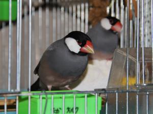 やっと部屋に帰してもらえたゼ~な顔付き。。。