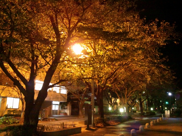 DSC_0081 (640x480) (2)