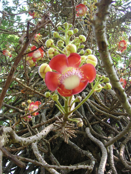 rambutan_3