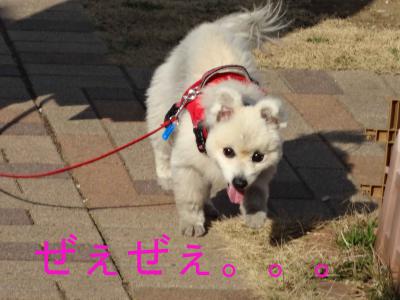 DSC01105のコピー