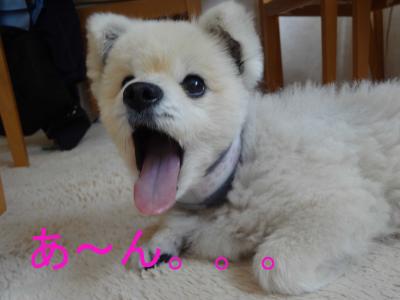 DSC01167のコピー