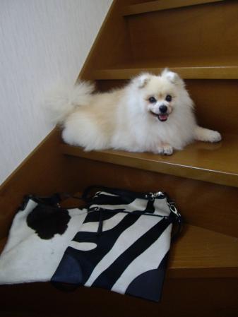 牛。。。シマウマ。。