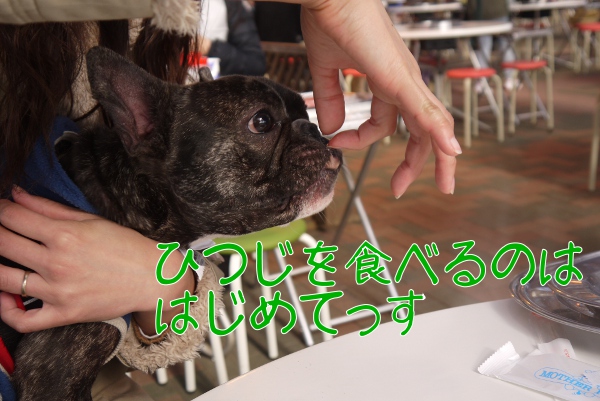 マザー牧場でドッグランとジンギスカン17