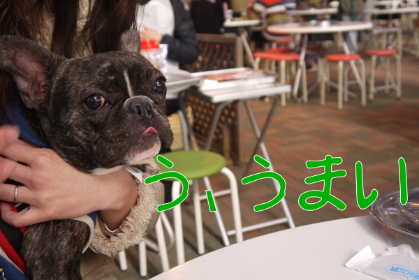 マザー牧場でドッグランとジンギスカン18