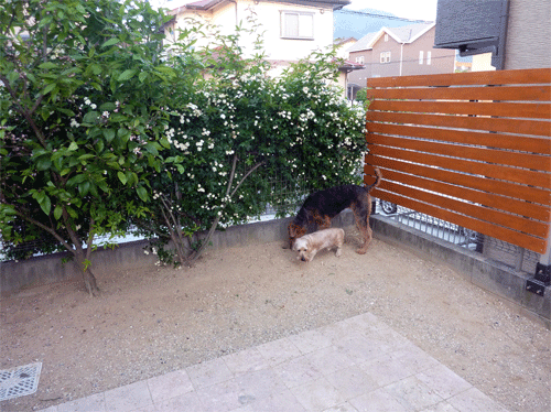 P1170644.gif