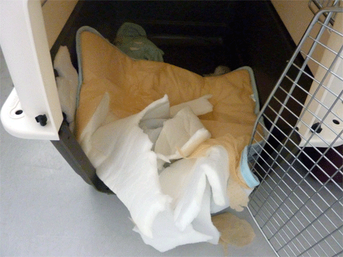 P1170737.gif
