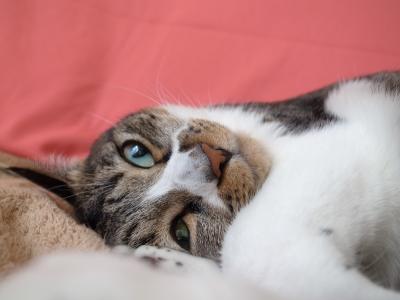 ミミのこわい寝