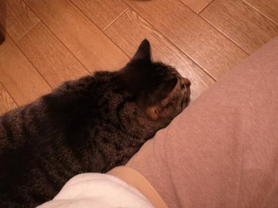 なんでも気になる
