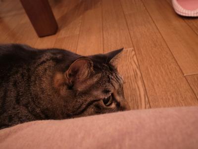 つい狙っちゃう