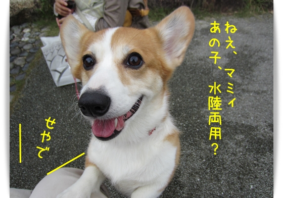 あの子水陸両用? あの子水陸両用?