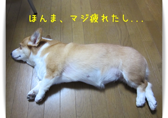 ほんま、マジ疲れたし ほんま、マジ疲れたし