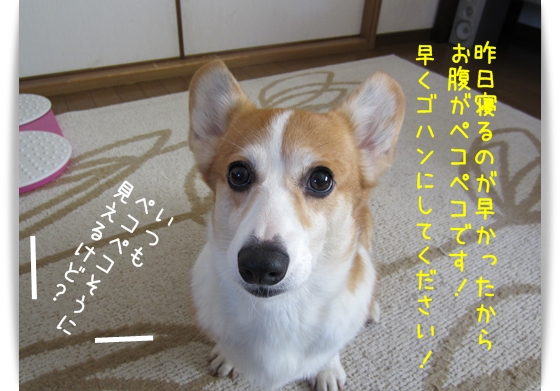 ゴハンはまだか? ゴハンはまだか?