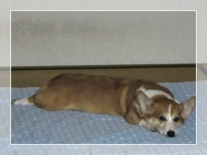 もう寝ます