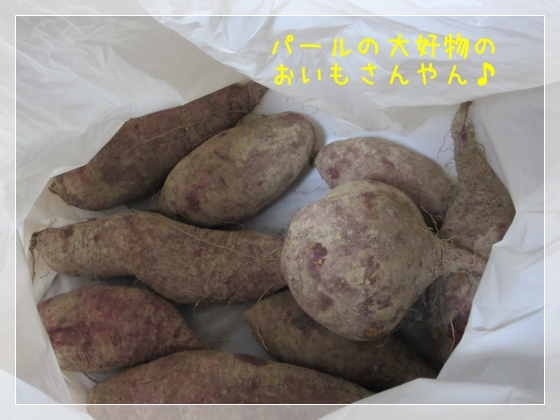 おいもさんやん! おいもさんやん!