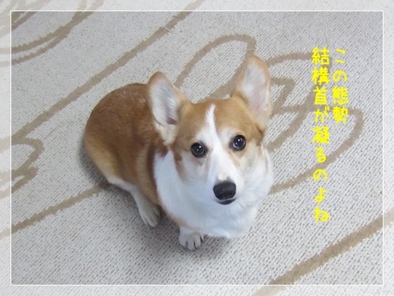 首が凝ります