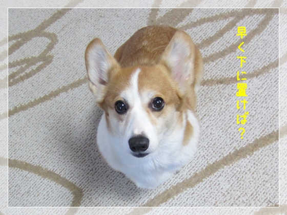 早く下に置けば?