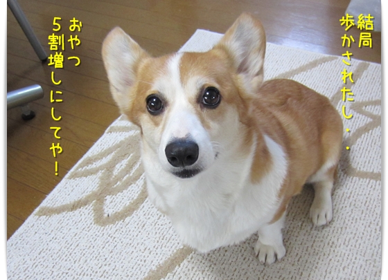 おやつは5割増しでお願いします