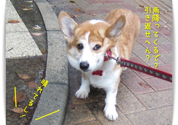 雨降ってくるで?ほんまに行くん? 雨降ってくるで?