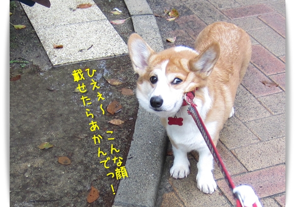 こんな顔載せたらあかんで! こんな顔載せたらあかんで!