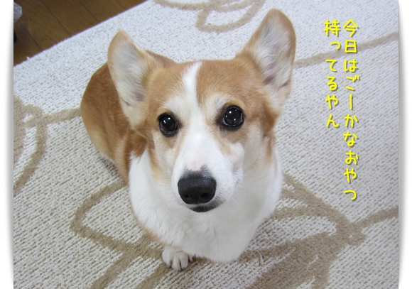 今日はごーかなおやつ持ってるやん。くれるん? 今日のおやつはごーかやな