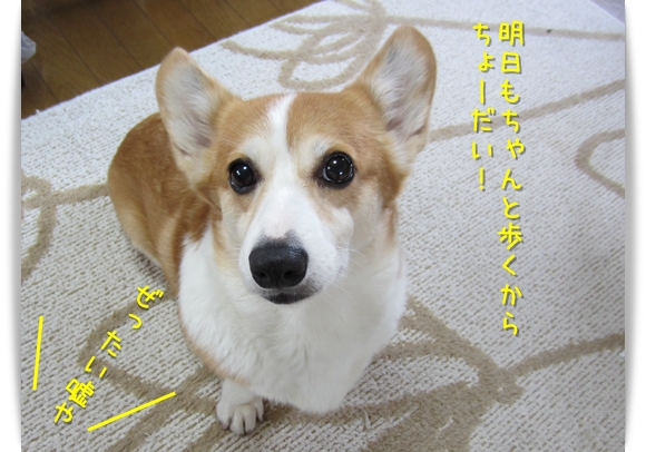 明日もちゃんと歩くからちょーだい! 明日も歩くからちょーだい!
