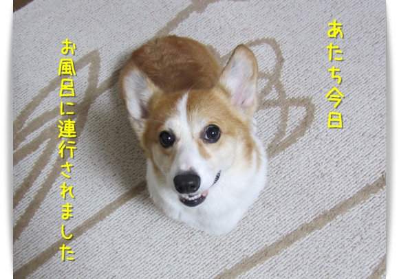 お風呂に連行されてん お風呂に連行されてん