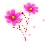 イラスト コスモス