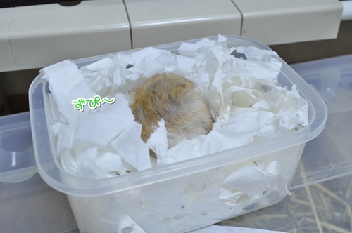 夢の中