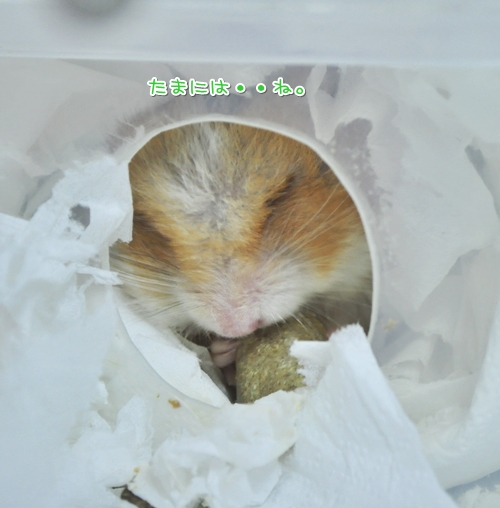 ペレット