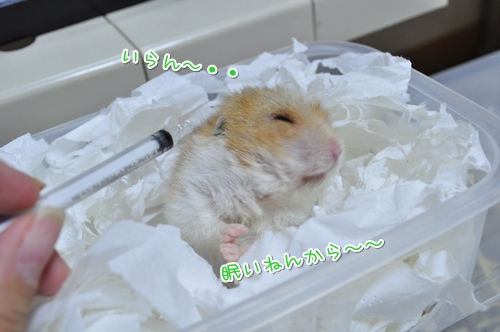 あっちいって