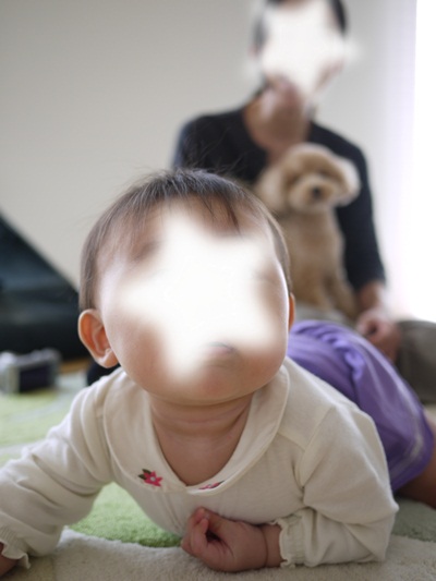 トイプードルcotaにっき
