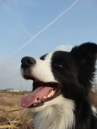 20120303kokota.jpg