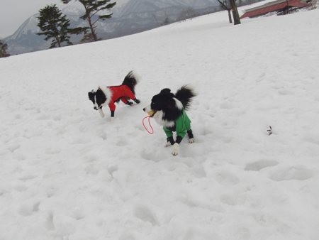 20120304kokota2.jpg