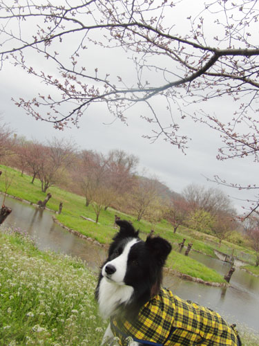 20120403kokota1.jpg