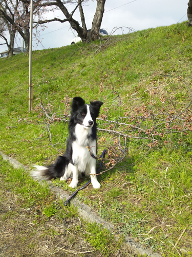 20120403kokota5.jpg