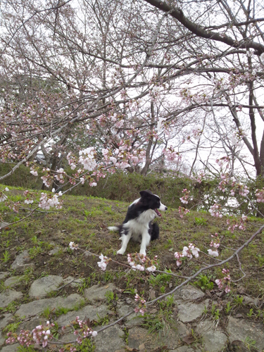 20120403kokota6.jpg