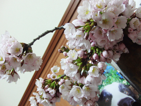 20120405sakura2.jpg