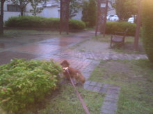 ダックスやからダクやねん!-SN3O00950001.jpg