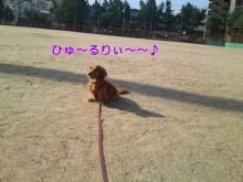 $ダックスやからダクやねん!-SN3O010500030001.jpg