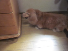 $ダックスやからダクやねん!