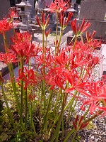 DSC03425.jpg