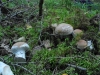 e86_20140915_dekai.jpg