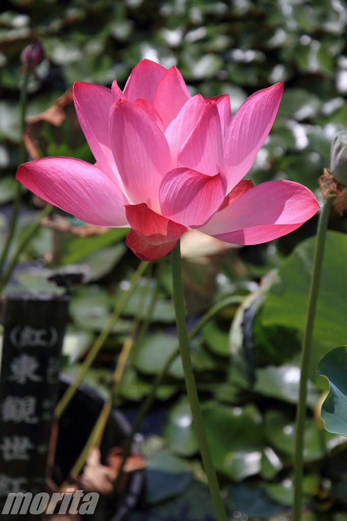 hiraike-6.jpg